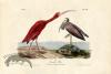 Scarlet Ibis